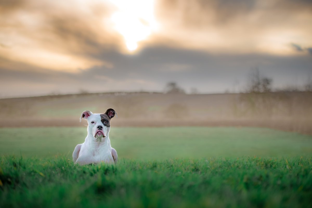 When your a good girl and wait for that moment! 😉
#dogsoftwitter #dogphotography #dogs #thepetographer #SupportSmallBusinesses #leicestershirephotographer