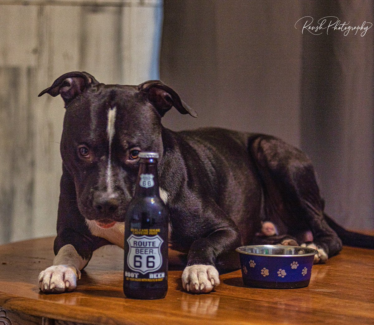Route66Soda's tweet photo. Thor loves our Route 66 Sodas Root Beer! His owner, Dave of Roush Photography Rives TN sent us these awesome pictures! Thank you, Dave! #route66sodas #dogphotography #roushphotographyrivestn #thor #doglover #rootbeer #pitboxermix https://t.co/3TlcvskLr0
