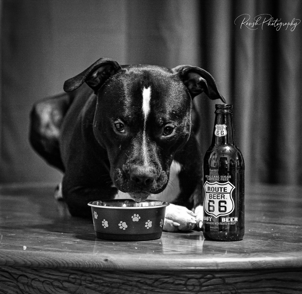 Route66Soda's tweet photo. Thor loves our Route 66 Sodas Root Beer! His owner, Dave of Roush Photography Rives TN sent us these awesome pictures! Thank you, Dave! #route66sodas #dogphotography #roushphotographyrivestn #thor #doglover #rootbeer #pitboxermix https://t.co/3TlcvskLr0
