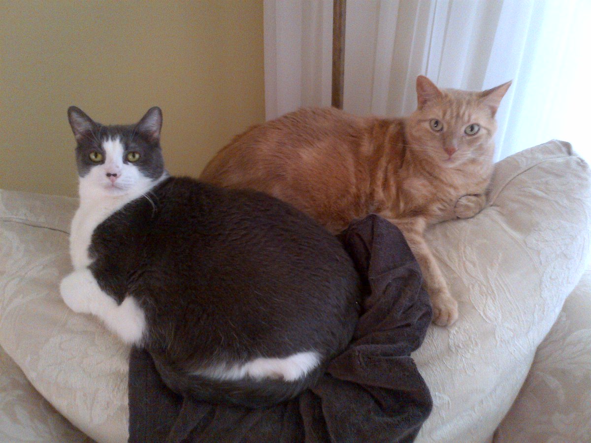 Riley_von_Pelt's tweet photo. Then and now. Me, years ago with Oskar. And today, Shayla and Ralphie. Same chair, different pelts. Tails - The Next Generation. #cats #OTR #PeltsToWatchOutFor https://t.co/ejuXkTM1x5