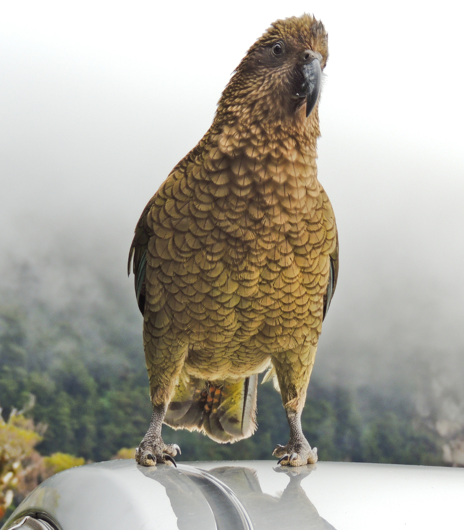 _erikaroper's tweet photo. #BirdsWithPantsOFF Round 1 Part 1 (4/8)
👖Left: Wedge-tailed Eagle (Aquila audax)
📷: Mark Robinson
VS
👖Right: Kea (Nestor notabilis)
📷: raneedunc
Who has the fanciest pants? Vote in the poll below!
#BirdsWithPants #Birds #Ornithology #TeamBird https://t.co/v90aRkxQ1G