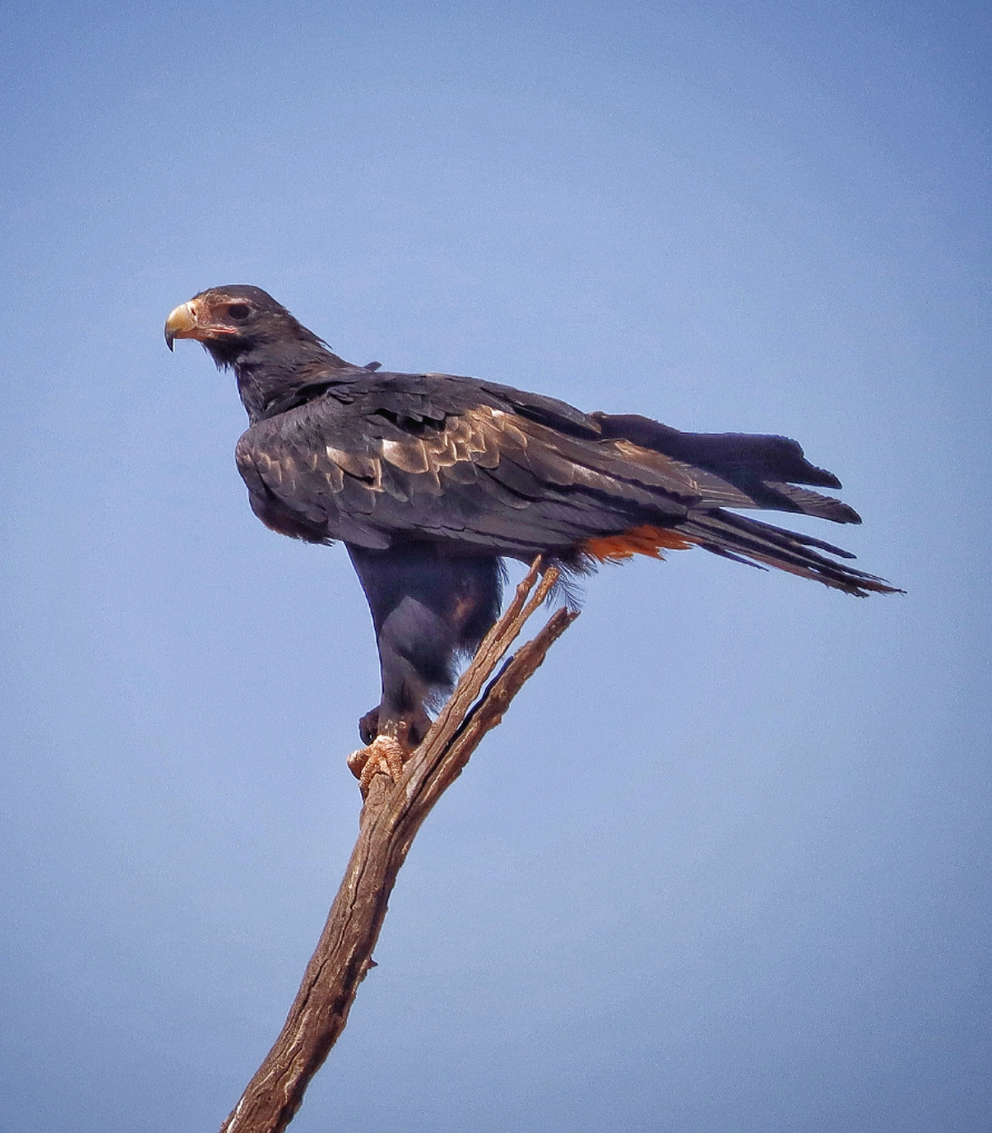 _erikaroper's tweet photo. #BirdsWithPantsOFF Round 1 Part 1 (4/8)
👖Left: Wedge-tailed Eagle (Aquila audax)
📷: Mark Robinson
VS
👖Right: Kea (Nestor notabilis)
📷: raneedunc
Who has the fanciest pants? Vote in the poll below!
#BirdsWithPants #Birds #Ornithology #TeamBird https://t.co/v90aRkxQ1G