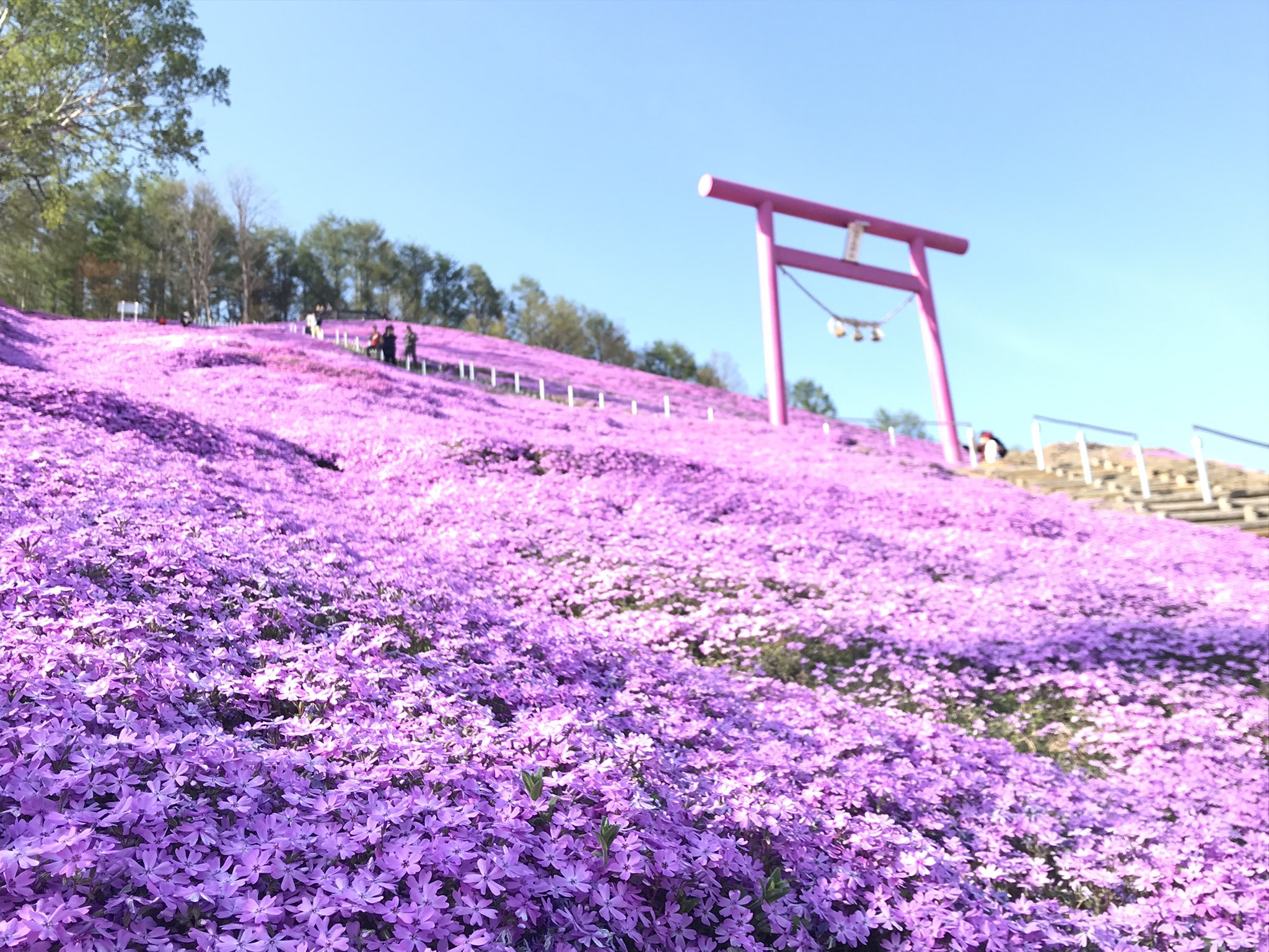 ひがしもこと芝桜公園 Twitter Search Twitter