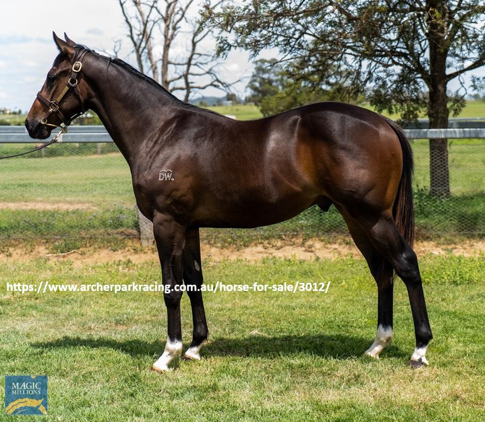 ArcherParkRace's tweet photo. ⭐️⭐️ 2021 MAGIC MILLIONS YEARLING FOR SALE⭐️⭐️
Lot 835 Shalaa x Stella Street Colt 5% Share $4,500 
Incl GST, 12 mths Insurance, MM Race Series &amp; Bloodstock Fees. Trainer: Kendrick Racing. To purchase contact chris@archerparkracing.com.au 0407699567 @mmsnippets @kendrickracing1 https://t.co/8QUpHEhEY3