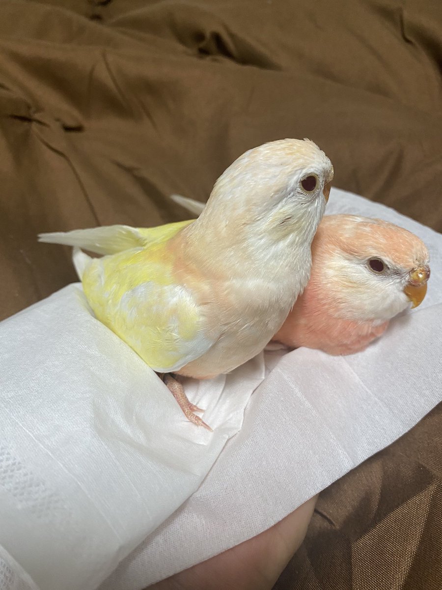 ゆっきー21 可愛いいので沢山アップします 今回 手乗りではありませんので馴れてはいませんがやっぱり この淡い色合いイイです アキクサインコ アキクサインコ雛