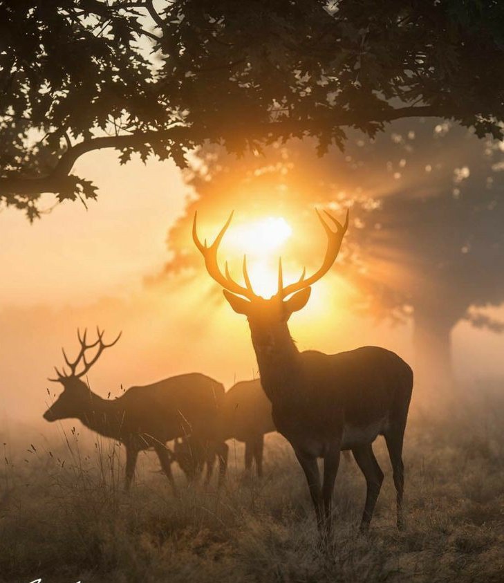 BeautyNature___'s tweet image. Good morning everyone.🥀❤️
#nature #NaturePhotography