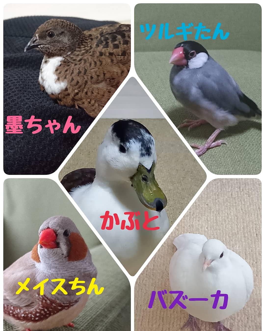 鳥乙女亭ぐりこ 鳥レンジャー アヒルレッド ぐわー 文鳥ブルー キュルルル 鳩パープル ホホ 錦華イエロー ぷー 姫ピンク じゅぴー コールダック 文鳥 錦華鳥 銀鳩 ヒメウズラ T Co Kc8rv9dvo8 Twitter