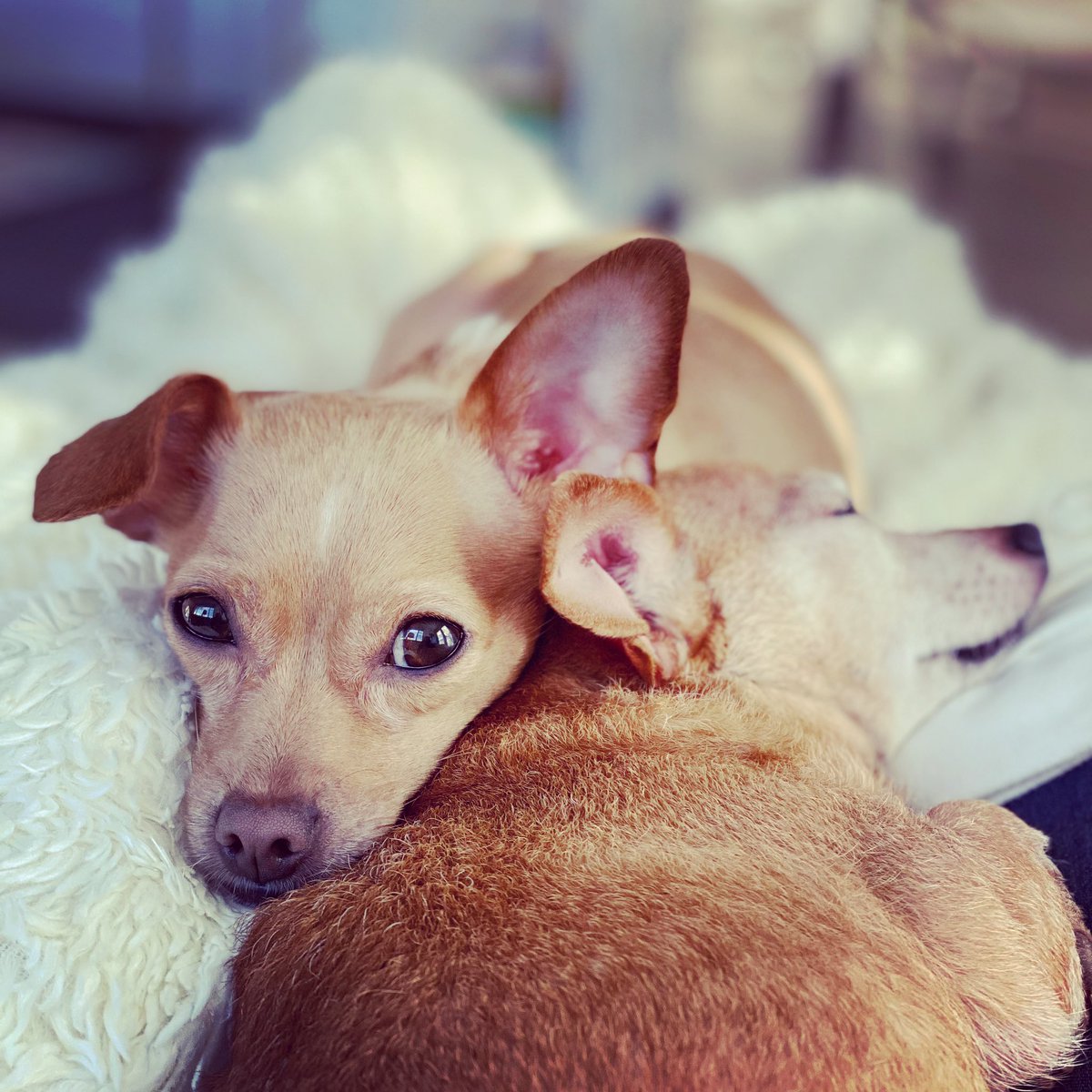 SnapShopComShop's tweet image. Furbabies Forever! #AdoptDontShop #Chihuahua #chihuahualove #chihuahuamom #chihuahualife