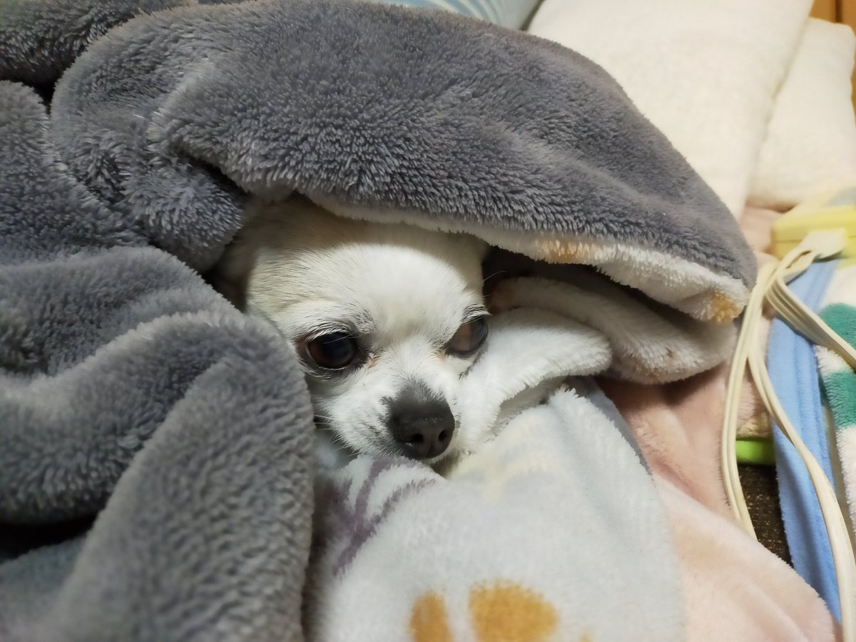 チワワのるいチャンネル 今日は 雨でお出かけ出来ないから つまらないな チワワ チワワ大好き スムチー 犬の生活が第一 わんこ 犬 車中泊 ドライブ 旅行 チワワのるいチャンネル 車旅 キャンプ デミオ