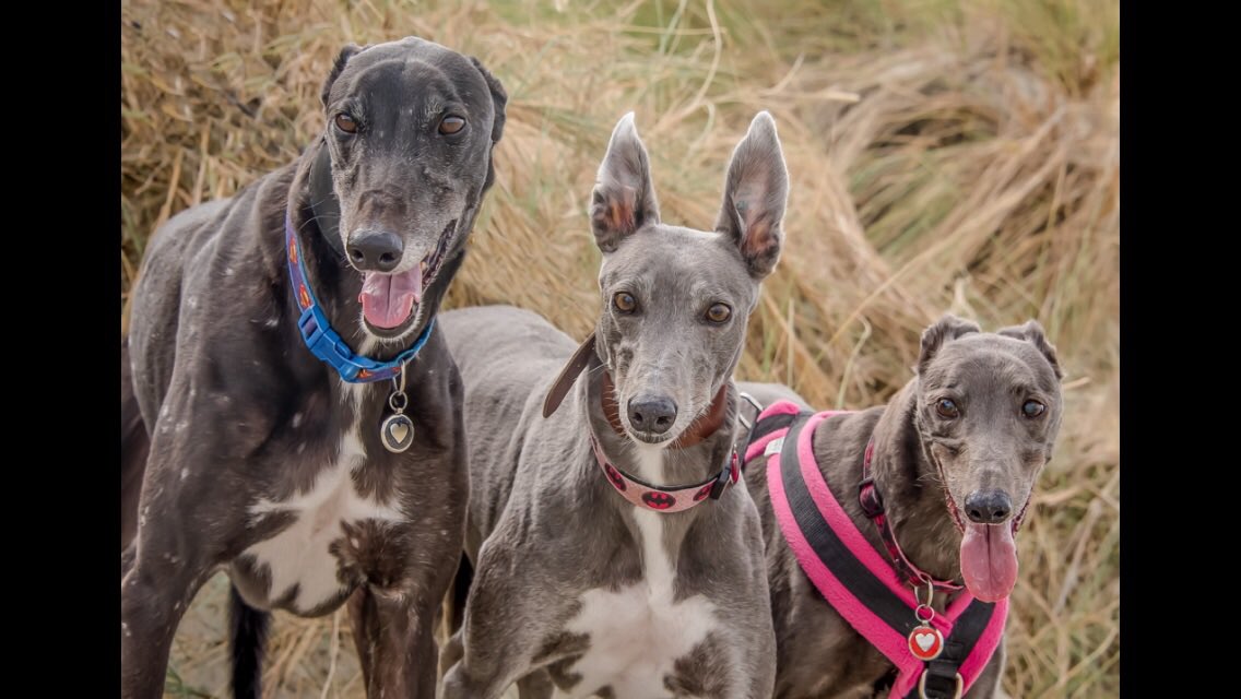 mynottventnor's tweet photo. @LewisWiltshire And I thought my Ben was big! He raced at 40kg but he weighs 37 kg now. He towers above most other greys. https://t.co/7KOW6nllmW