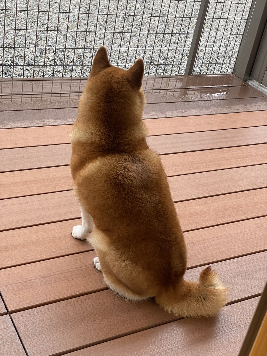 柴犬あきちゃん على تويتر ありがとうございます 今日も異常なしです あきちゃんは寒さに強いようです 今はおうちの中でぬくぬくです 柴犬あきちゃん على تويتر ありがとうございます 今日も異常なしです あきちゃんは寒さに強いようです 今はおうちの中でぬくぬくです