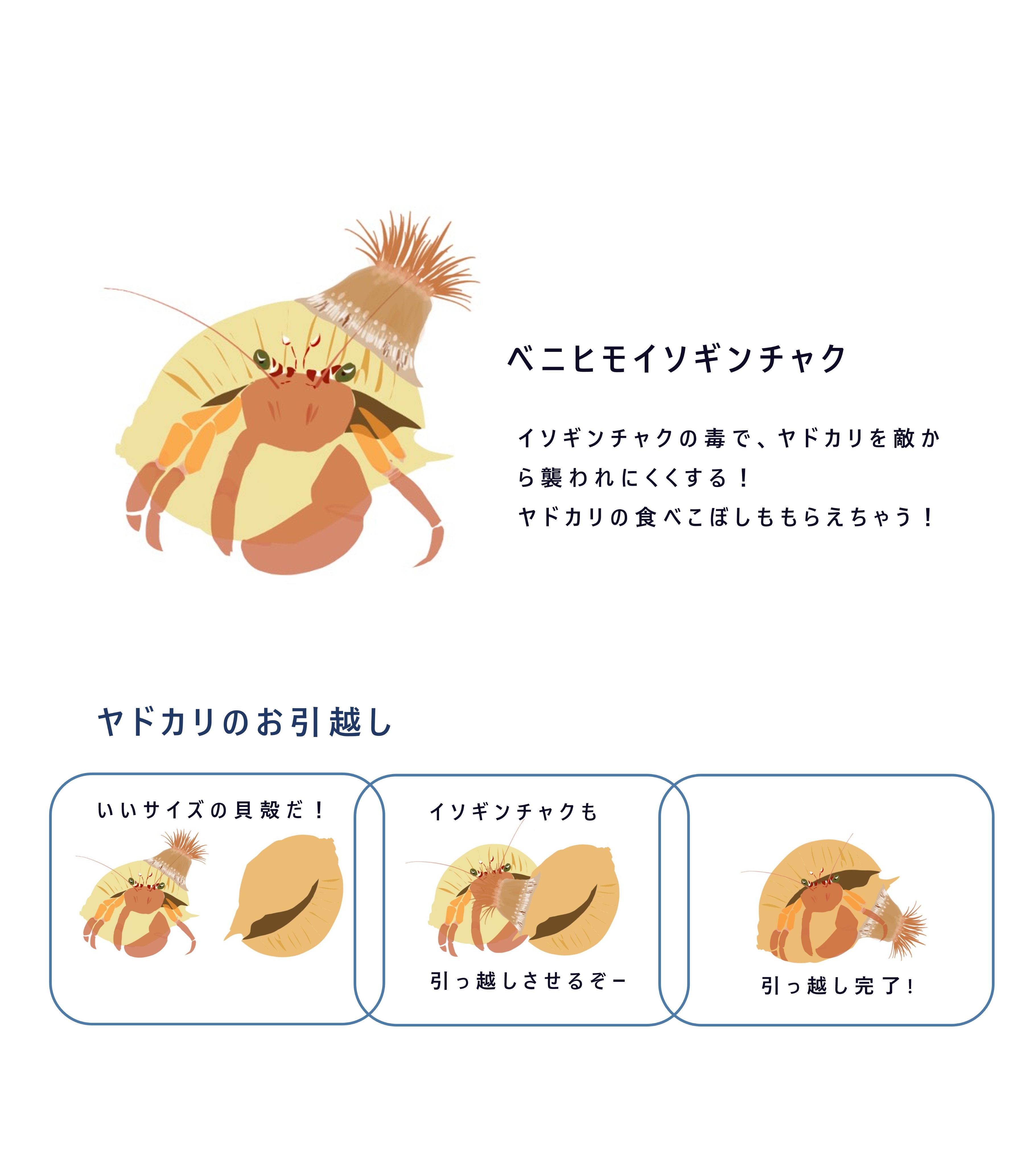 美味しくてすごい生き物展 美食奇食珍食生物図鑑 動くイソギンチャクの真相 イソギンチャクの仲間は自分でも多少動くことがありますが この動画ではクボガイにくっついています よーくみると貝の触覚も見えますね 今回はたまたまクボガイの貝殻