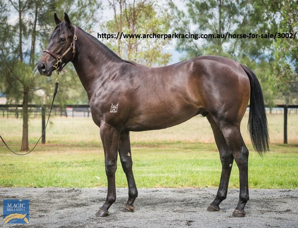 ArcherParkRace's tweet photo. ⭐️⭐️ 2021 MAGIC MILLIONS YEARLING FOR SALE⭐️⭐️
Lot 178 Deep Field x Comingle Colt 5% Share $5,200 
Incl GST, 12 mths Insurance, MM Race Series &amp; Bloodstock Fees. Trainer: Kendrick Racing. To purchase contact chris@archerparkracing.com.au 0407699567 @mmsnippets @kendrickracing1 https://t.co/FYa3Mv9m6V