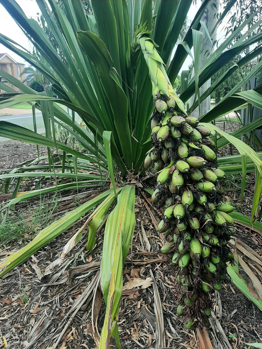 _Flora_Explorer's tweet photo. Doryanthes palmeri (given its size). Absolute unit of a plant. Takes 10+ years to flower with only two species in the genus. Apparently the flower spikes are edible once roasted. #ausnative https://t.co/YJLz4RLdKd