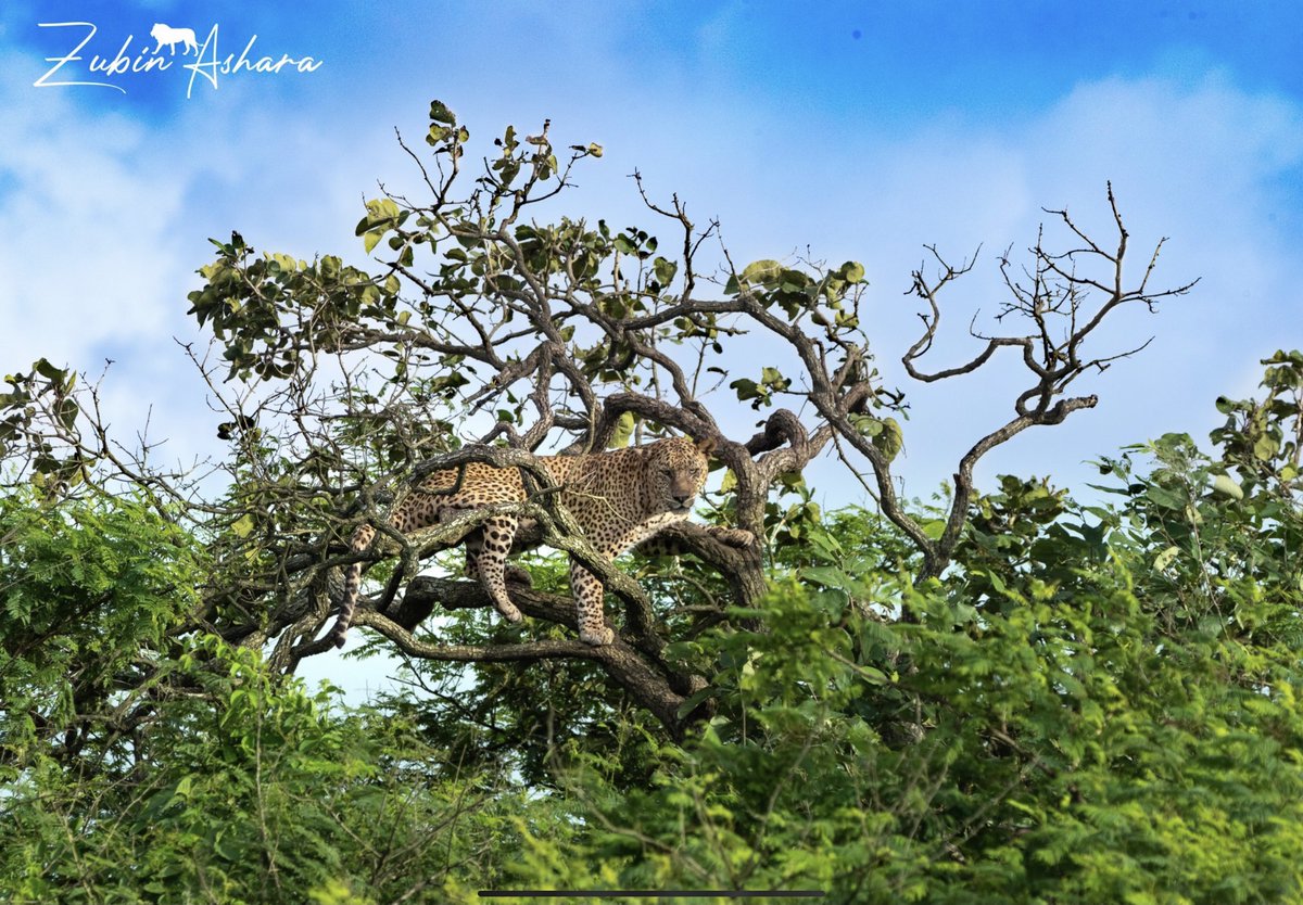 SuryaIshaYoga1's tweet photo. RT yographic39: RT @ErikSolheim: Leopard ๐ scanning territory.
What a camouflage.
From Gir in Gujarat, India ๐ฎ๐ณ.
Thanks @zubinashara https://t.co/rpSxxkZUwd #yogakc #IshaYogaKC #InnerEngineering #Yoga #Meditation