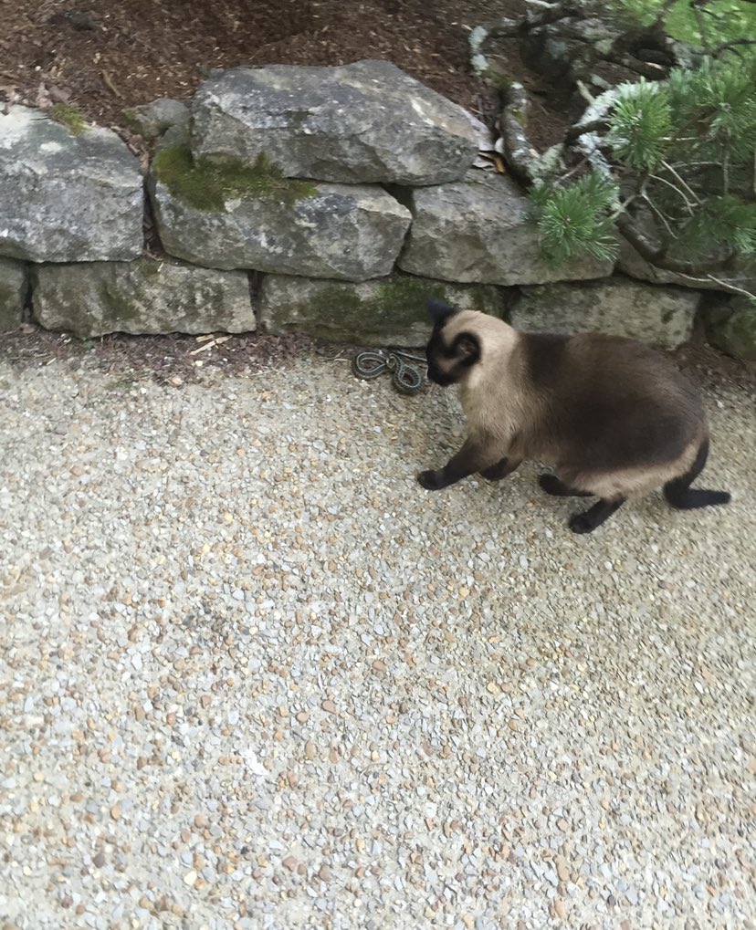 kay_teee_'s tweet photo. @MichaelaOkla My beautiful cat https://t.co/q3JCeUjvnc