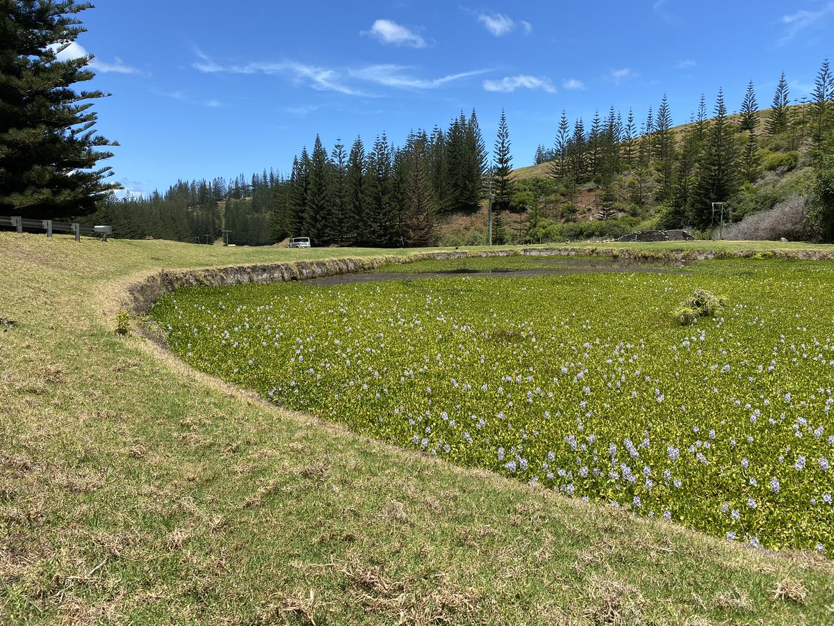 The only significant dam on Norfolk Island is the old mill pond that used to feed the old grain mill built on the creek bed. There’s practically no surface water that’s reliably available for drinking etc.