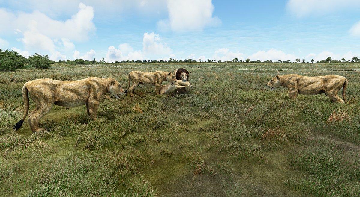 SimWorksStudios's tweet image. #SWS #MicrosoftFlightSimulator #Safari Okavango delta
