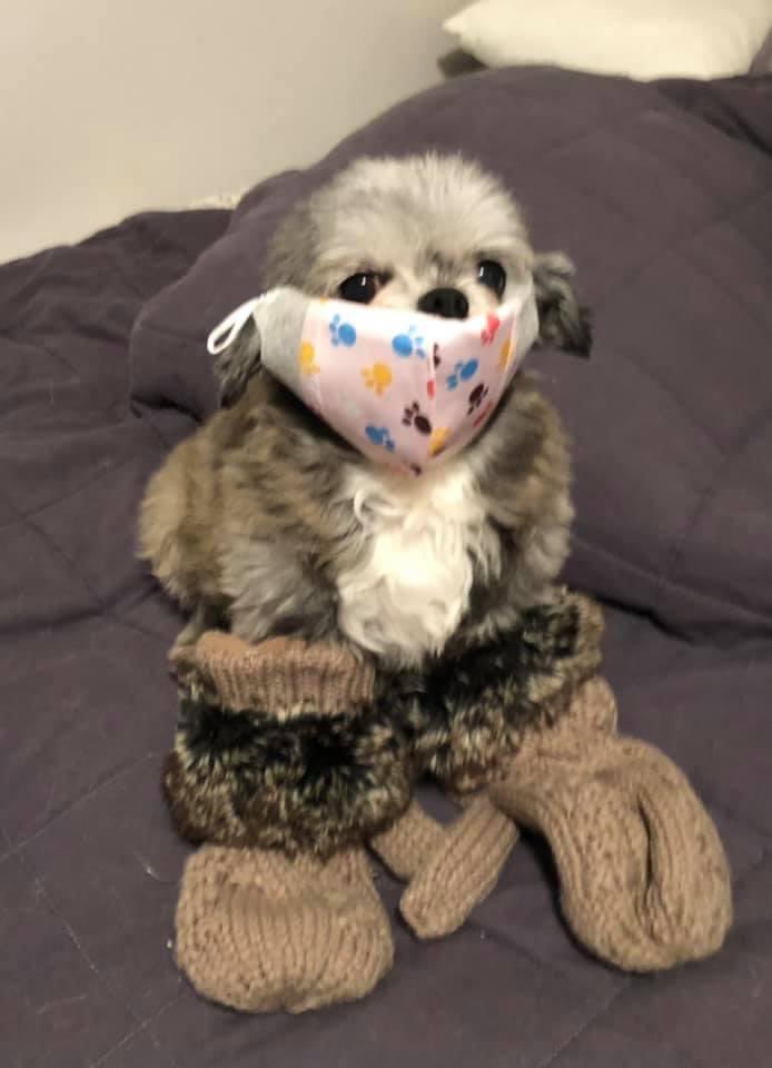 Hey <a href="/SenSanders/">Sen. Bernie Sanders</a> ... my friend <a href="/coyotejodie/">Jodie🇨🇦</a> and her pup Luna wanted to send you some love. Thanks for being a good sport...at least you showed up! #whoworeitbest  #uspoli #Innauguration2021 #BidenHarris PS Luna loves to dress up and Jodie helps rescue pets!