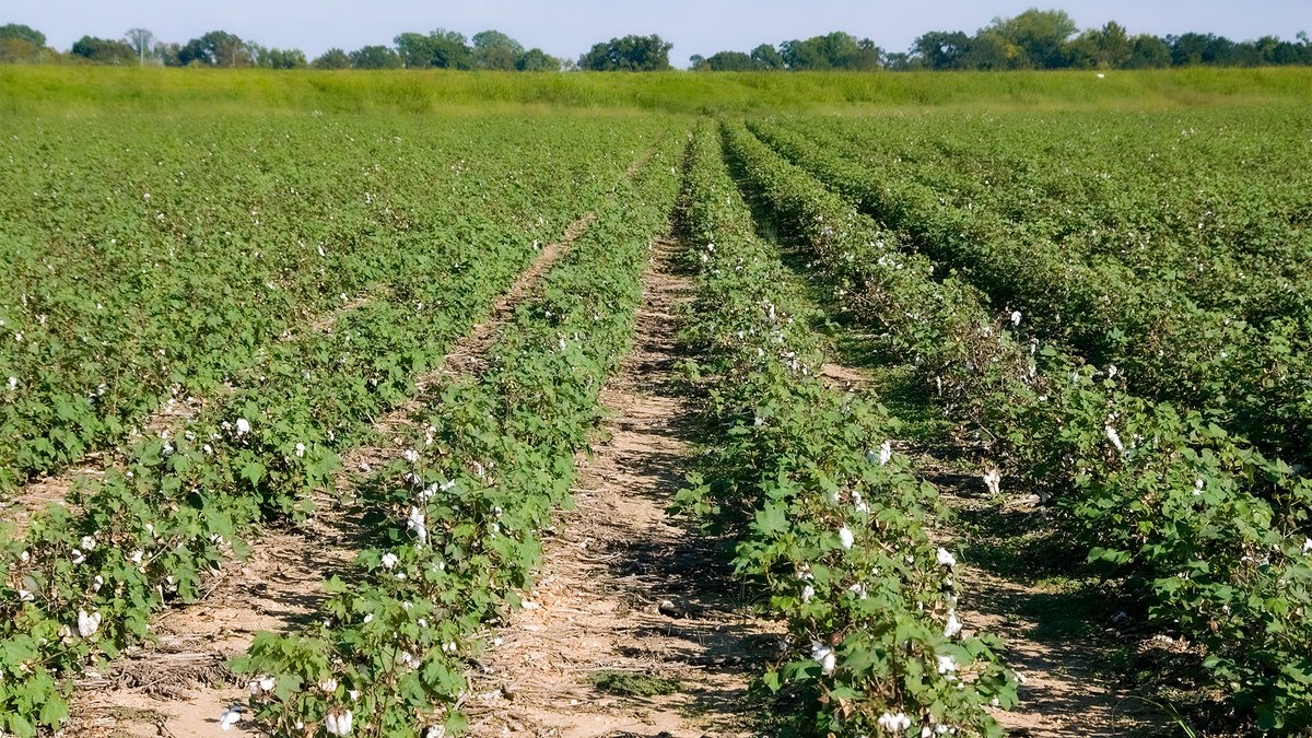 Efficiencies US industrialized agriculture has trumpeted the claim since the 1970s that "[American farmers feed the world]( https://www.npr.org/sections/thesalt/2013/09/17/221376803/american-farmers-say-they-feed-the-world-but-do-they)." This claim was likely an outgrowth of USDA chief Earl Butz's campaign to "get big or get out" in that era. 48/