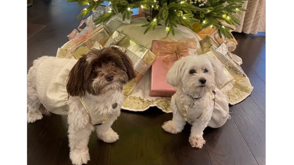 mycbs4's tweet photo. Dress to impress!! Meet Piper and Clicquot, these two Havanese girls have a passion for fashion. 🐾Thank you to our loyal viewer Sharon for sharing your #FurryFamily with us. #MyCBS4 https://t.co/0OmxU4P8ZP