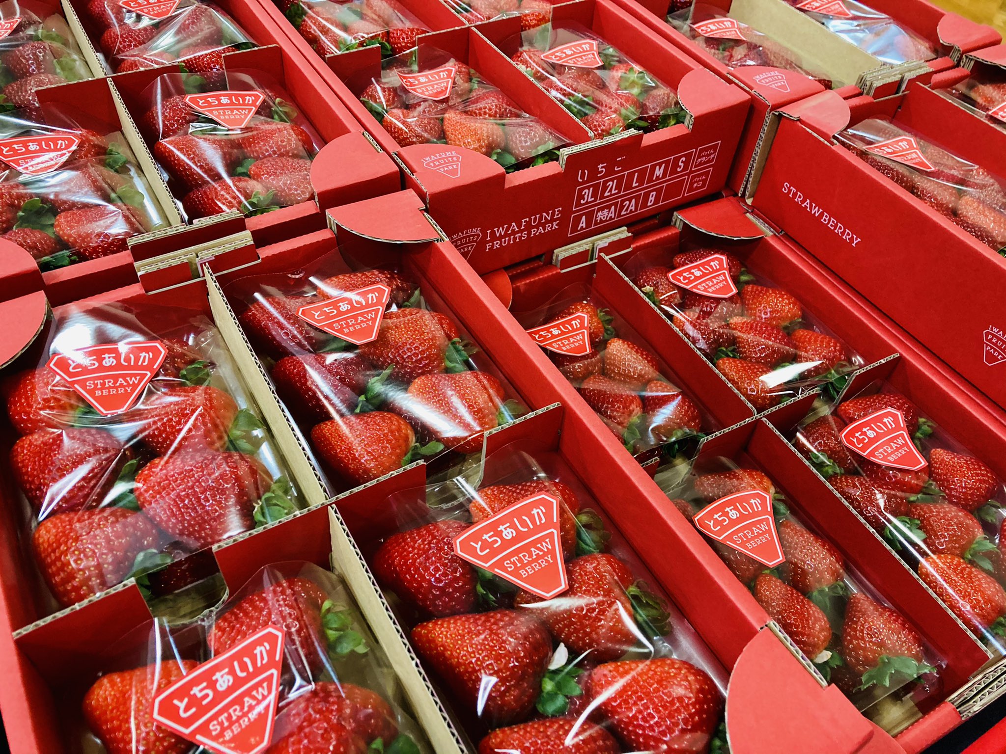 いわふねフルーツパーク いわふねフルーツパークでは新品種 とちあいかを販売しております サクッとした歯応えがあり縦半分に切るとハート型 になるのが特徴です そんな新品種のとちあいかを30分食べ放題ができるいちご 狩りも行っております 是非