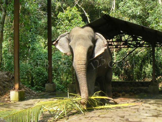 In the Mandir, the Devi changes from Saraswati in the morning to Vanadurga in the afternoon and later in the evening becomes Bhadrakali. Unlike other mandirs, here only female elephants participate in the mandir festival. (Credit:  @VinodNGK and various sites)