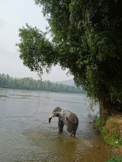 In the Mandir, the Devi changes from Saraswati in the morning to Vanadurga in the afternoon and later in the evening becomes Bhadrakali. Unlike other mandirs, here only female elephants participate in the mandir festival. (Credit:  @VinodNGK and various sites)