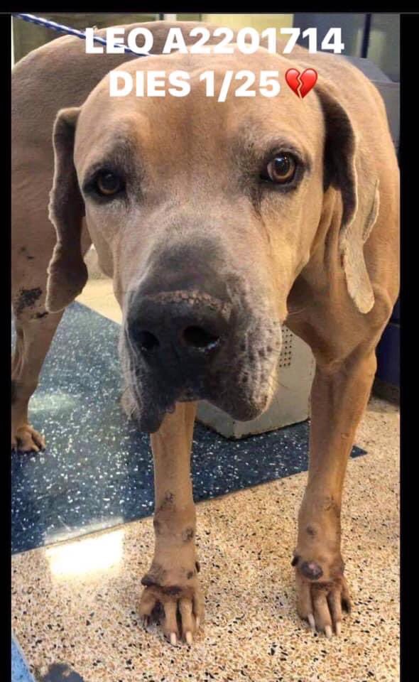 nasrene41's tweet photo. In 72 hours SEVEN will be GONE! Pleas issued for 7!
Close to 300 EMPTY KENNELS!Not TERMINALLY ILL!Not  a DANGER TO PUBLIC!So why is “NO KILL” shelter killing them?Is this the “great work” you do #KathleenLabrada &amp;  #EricMunoz? Welcome to #MDAS!#TheWorldisWatching https://t.co/9OJ3DzgDdo