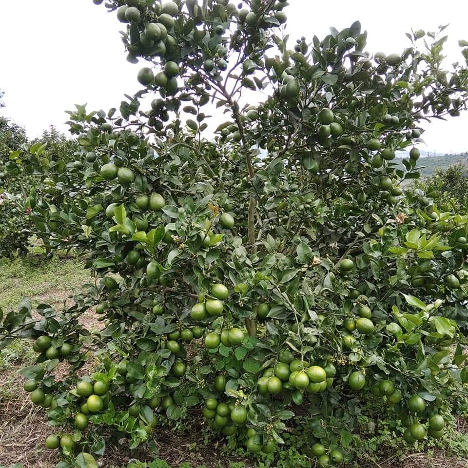 Amo la naturaleza