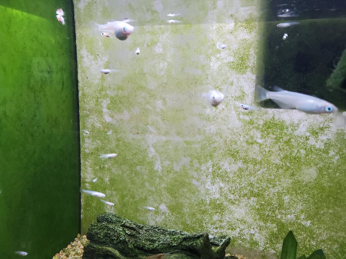 水ミミズ 水ミミズ