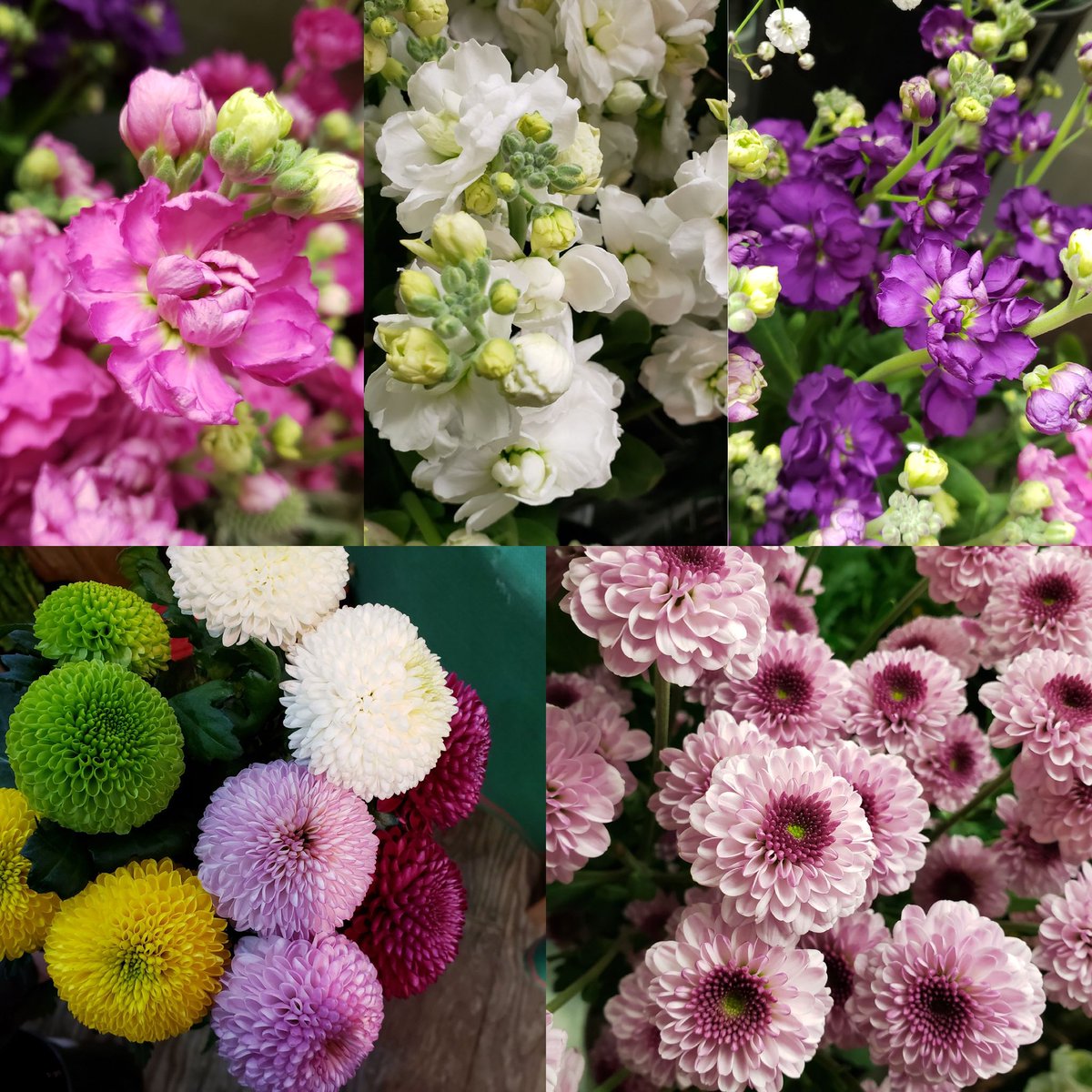 花 雑貨 からんどりえ 切り花の入荷日は 毎週月曜日と金曜日です 月曜日と金曜日のお昼から 店頭に並びます ご予約も承ります 新鮮なお花をどうぞ ピンポンマム ストック スナップ テマリソウ エリンジュウム ユーカリ アルストロメリア 花 雑貨 からんどりえ 切り花の入荷日は 毎週月曜日と金曜日です 月曜日と金曜日のお昼から 店頭に並びます ご予約も承ります 新鮮なお花をどうぞ ピンポンマム ストック スナップ テマリソウ エリンジュウム ユーカリ アルストロメリア