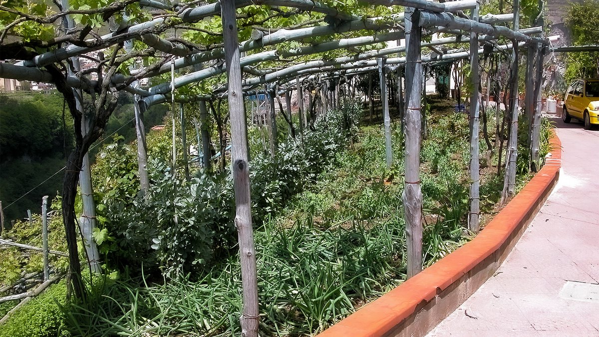 Bio-intensive agriculture common in nourishable places is also often multi-layered because why waste sunlight? Here, there's a grape arbor over vegetable beds. Properly sited for sun, fruit trees could form a third layer to one side of the garden. 106/106