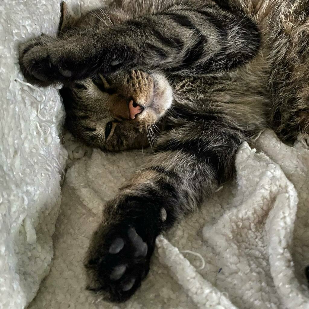 Felix says have a relaxing weekend.. you deserve it! #coolcats #tabbycat #chillin #felixthecat instagr.am/p/CKXsgLpBy1v/