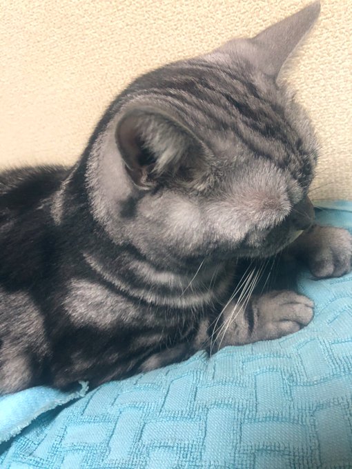 猫の後頭部のtwitterイラスト検索結果 猫の後頭部のtwitterイラスト検索結果