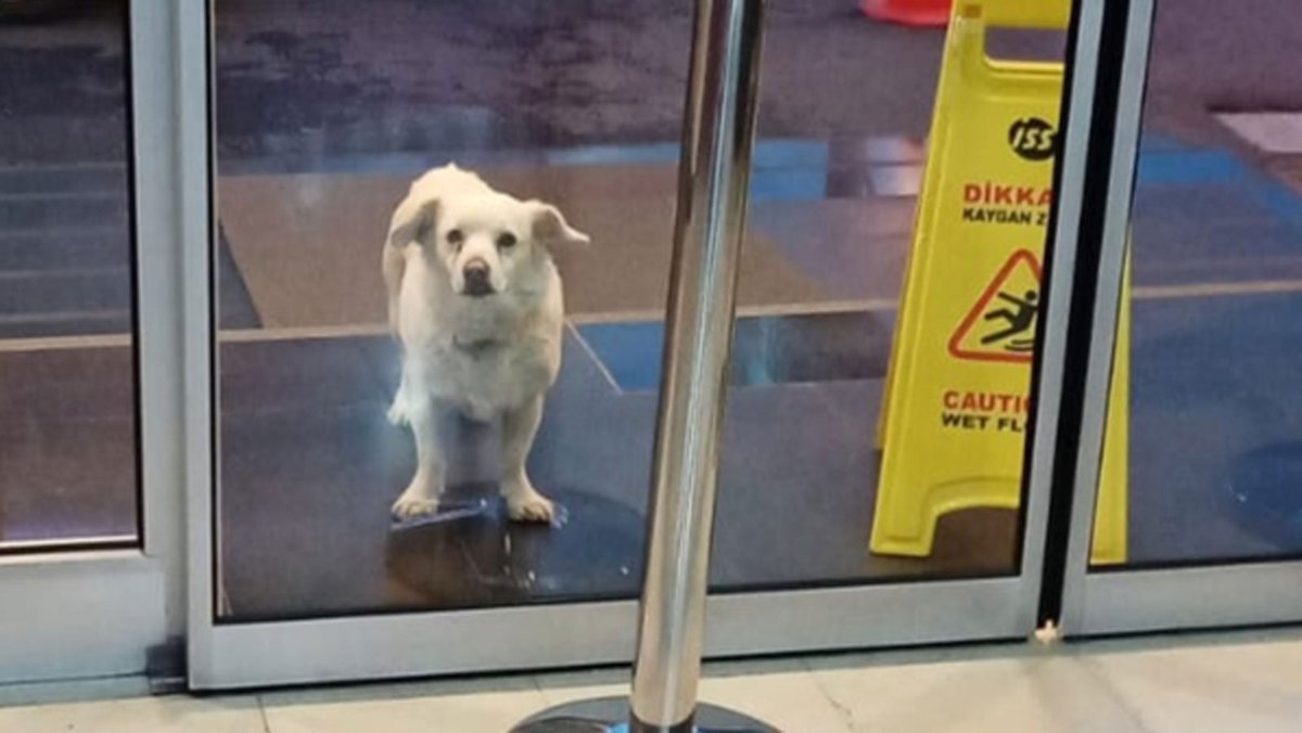 Loyal dog waits for six days outside Turkey hospital for her sick owner cp24.to/W7qYZzQ