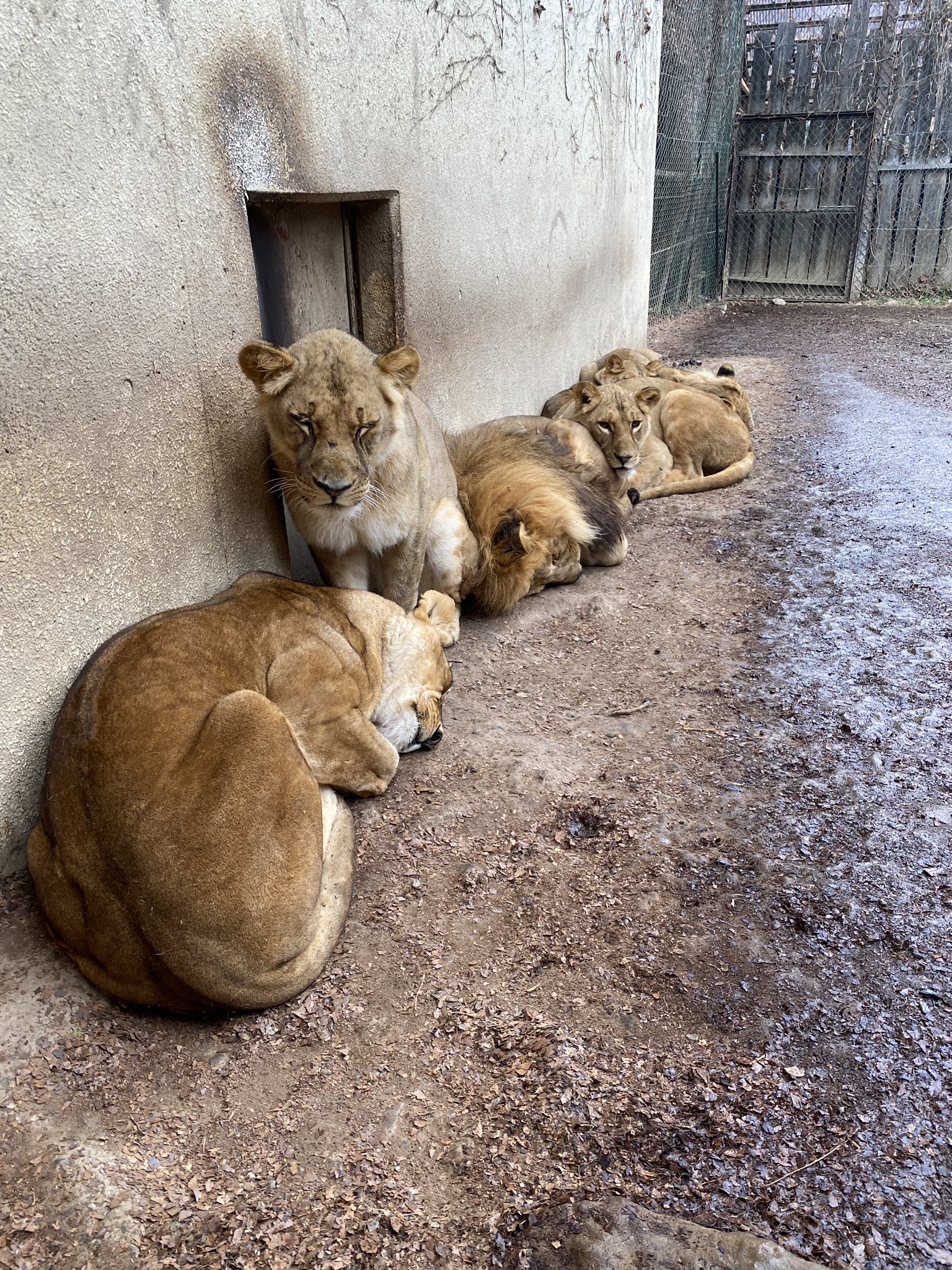 群馬サファリパーク 雨宿りするライオンたち トラたち ウォーキングのメンバーは雨が降ると必ず軒下で雨宿りです 群馬サファリ サファリパーク飼育 ウォーキングゾーン T Co Kjijrfjpov Twitter