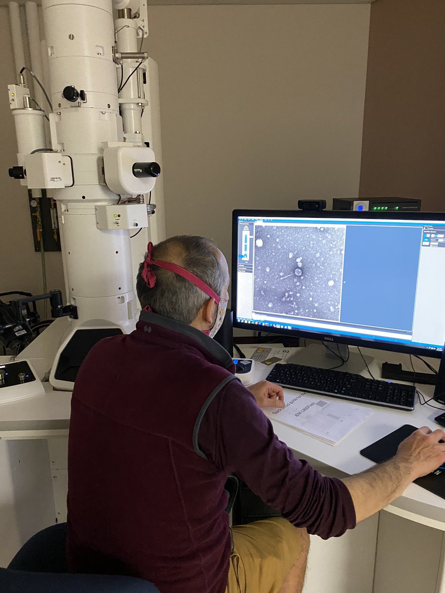 Electron Microscopy at uOttawaMed tweet media