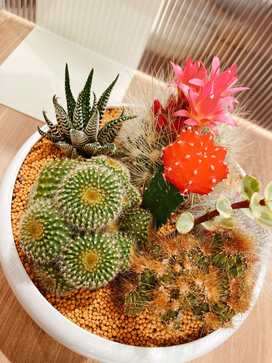 サボテン寄せ植え