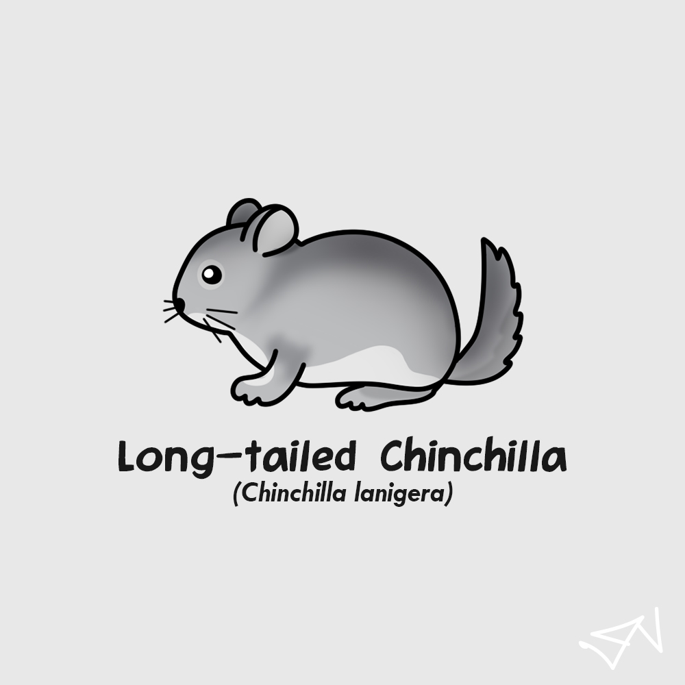 maskoeki's tweet photo. Gambar-gambar #6

Rodents https://t.co/kYXOh7Bosn