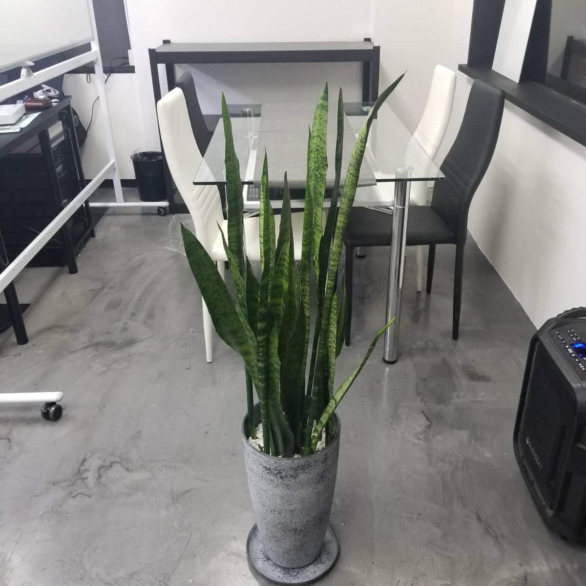 ムービングベース合同会社 オフィスに設置してある観葉植物 トラノオ です 空気清浄 電磁波カットなどの効果もあるようです まっすぐ伸びてかわいいですよ