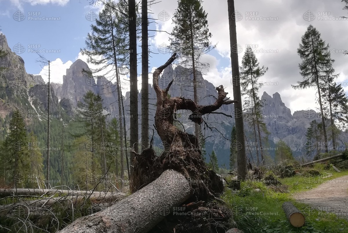 📸Continua il nostro appuntamento con le foto vincitrici del  #concorsofotografico SISEF, che saranno premiate in occasione del nostro Congresso Nazionale.
"Grido al vento" di Davide Benetel ha ottenuto il terzo posto👏