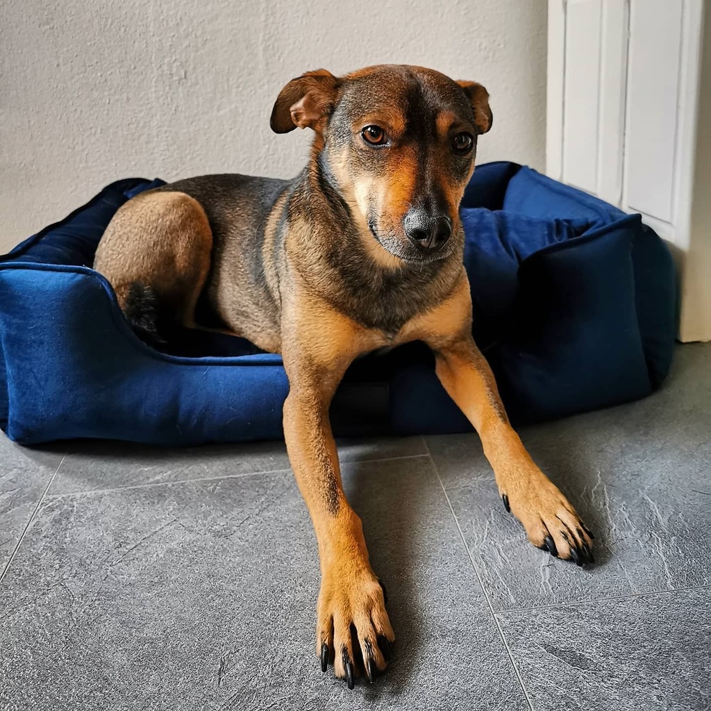 📸 Tadzio en poseren: geen match.
⠀⠀⠀⠀⠀⠀⠀⠀⠀
🐶 “Als ik gewoon heel chagrijnig kijk, houdt ze vast op.“ #welwaar

Van binnen is 'ie intens gelukkig met z'n nieuwe mand hoor!

🔹🔹
#district70 #maxenluna #honden #hondenvaninstagram #hondenleven instagr.am/p/CKYbhn5jduX/