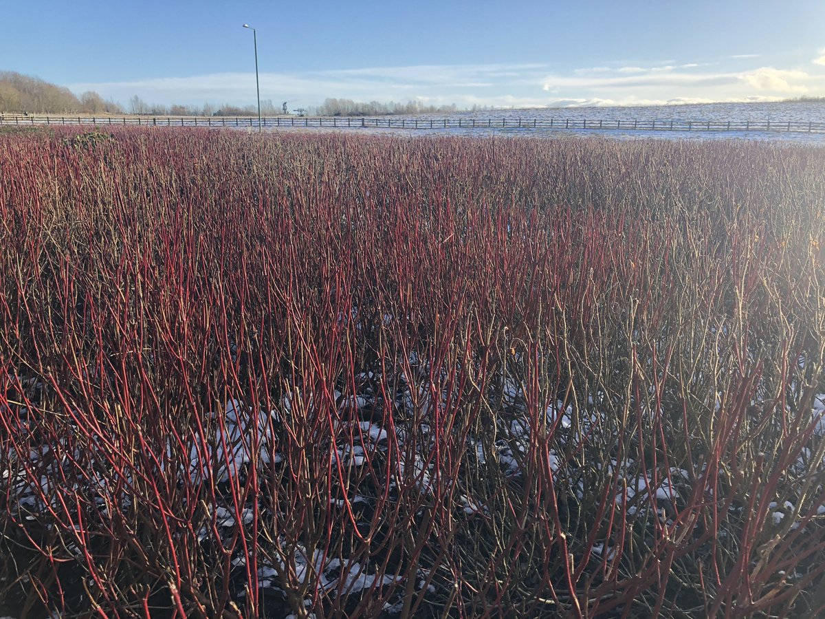 WildaboutW's tweet photo. Finding wonder whereever we can. Here I stopped to take in this sight. In the gap between Tesco and the drivethru Starbucks there’s a paved and planted pathway that hardly anyone uses #wildaboutwinter https://t.co/hNiGv66WKm