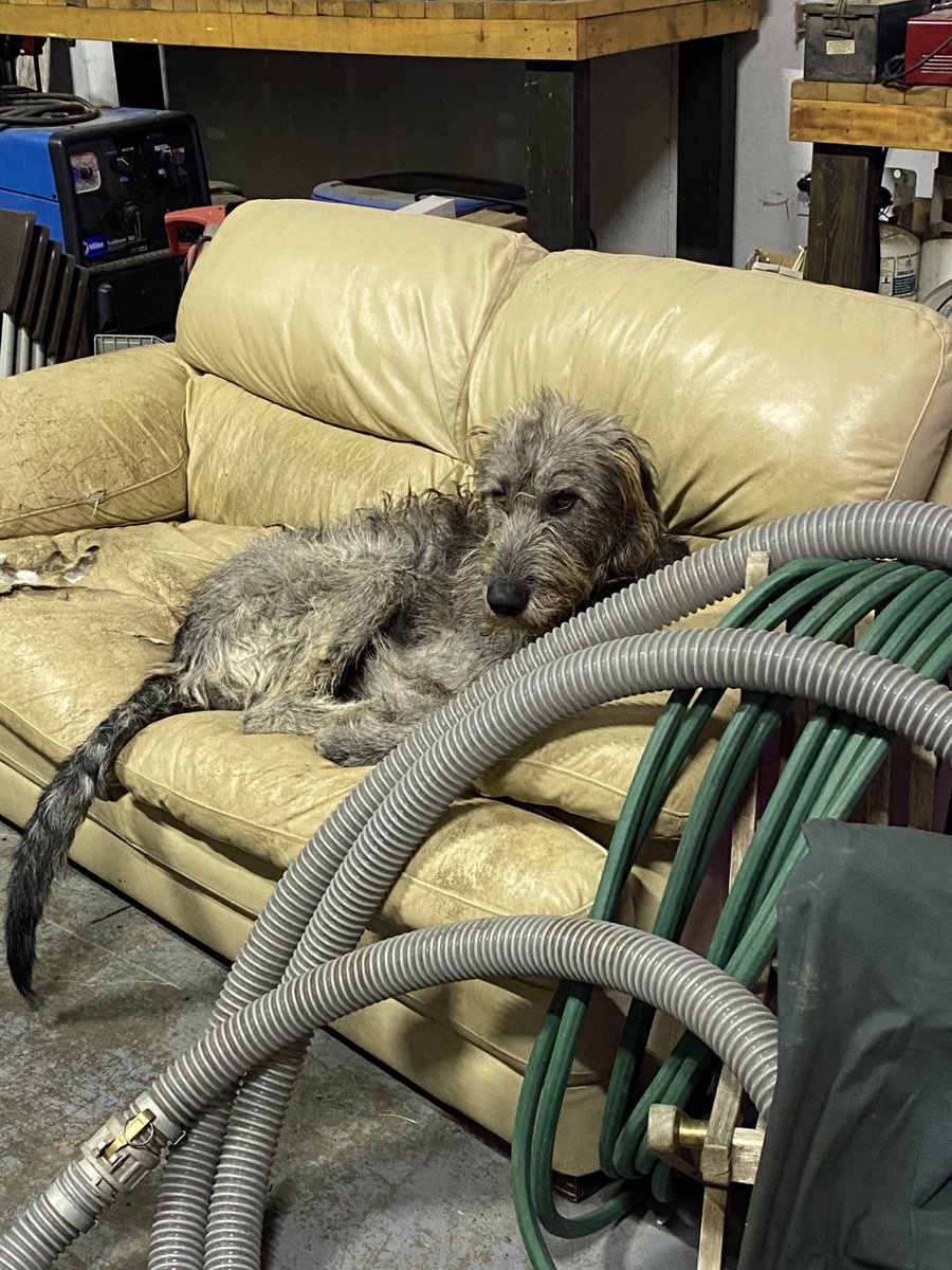 KMeneice's tweet photo. He’s not happy about the hose on his bed. #angry #sook https://t.co/jasPgpnH1K