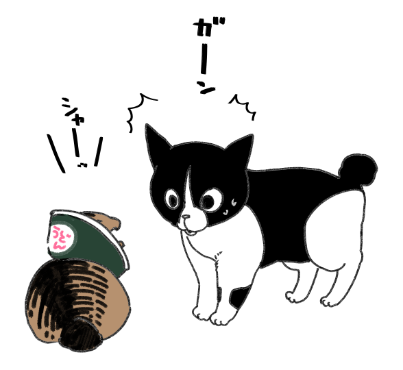 ちょっとからかってやろうとしたはにこちゃんだったが、今まで絶対怒らなかったちゃちゃまるがシャーしてきてびっくりしたようです。 