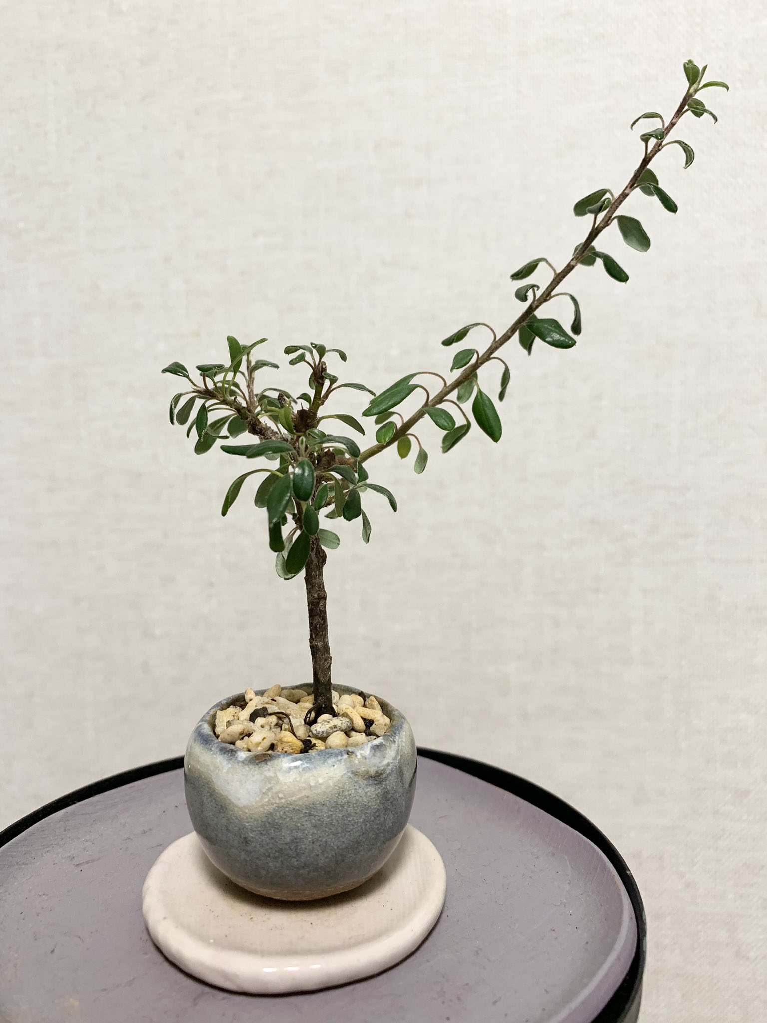 シンママ はるま 花が咲かないので伸びてきた枝を切らずに放置してみたけど やっぱり花が咲かなくて 今日は肥料も買いに行き 根っこも切って土も新しいものに入れ替えました 石木花 シロシタン