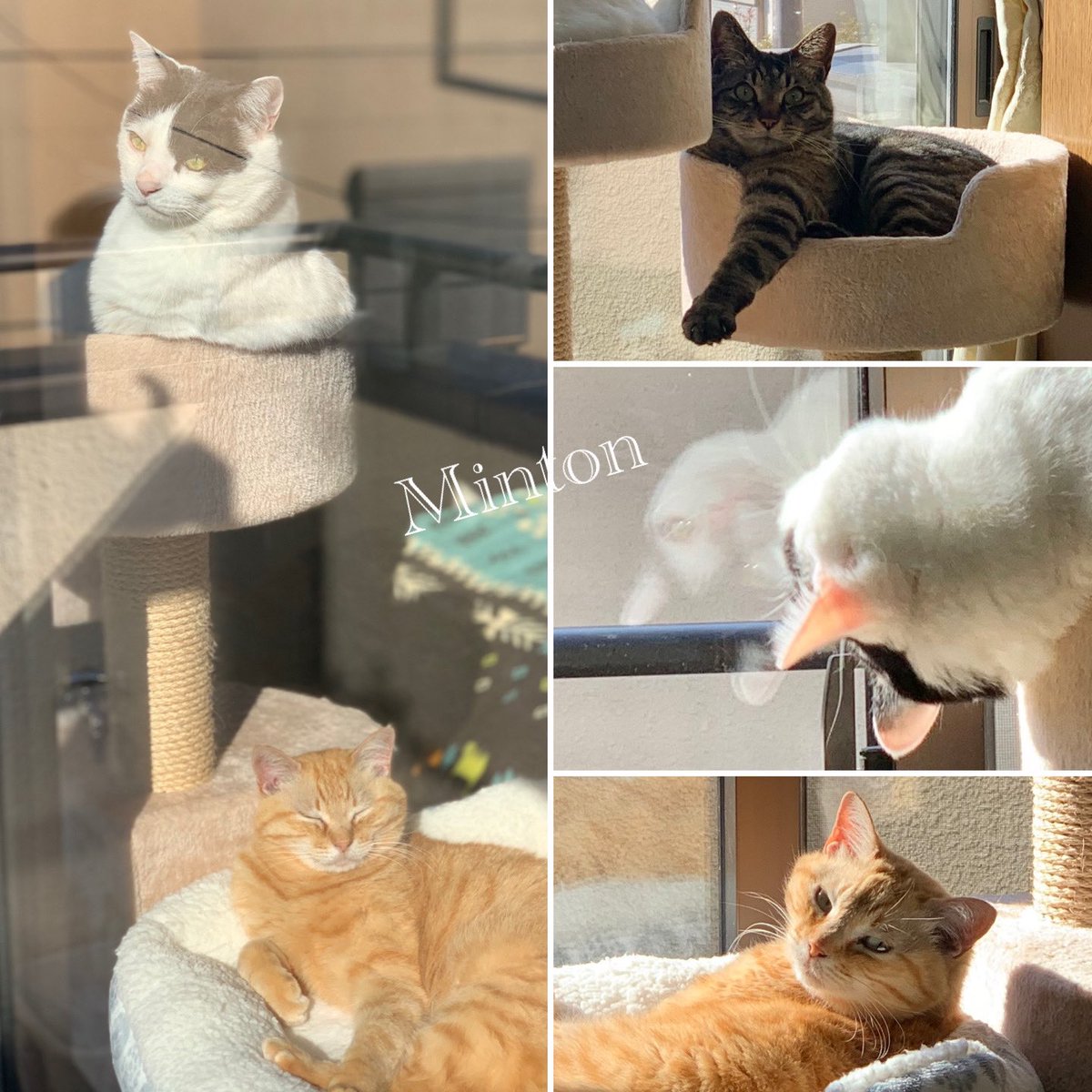 幸せを呼ぶ猫 幸せを呼ぶ猫