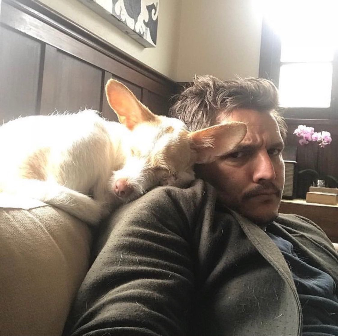 pedro pascal with dogs - a necessary thread