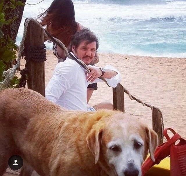 pedro pascal with dogs - a necessary thread